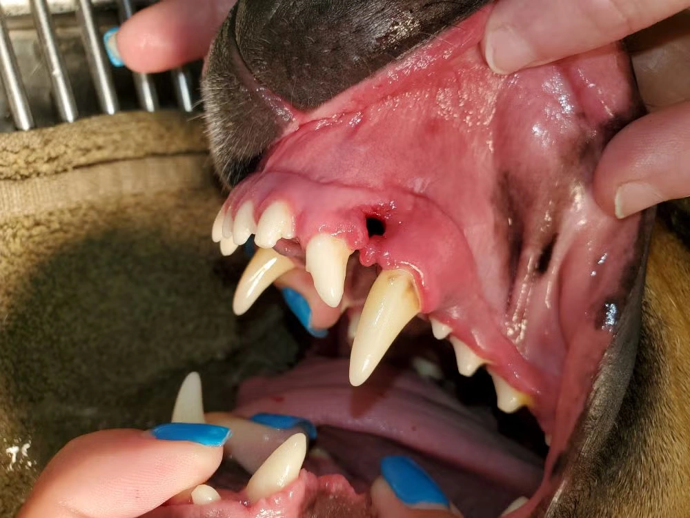 Leia Gums 4