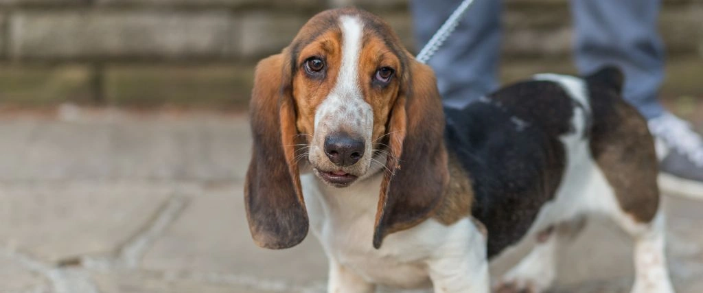 Basset Hound Breed, GeniusVets 2.