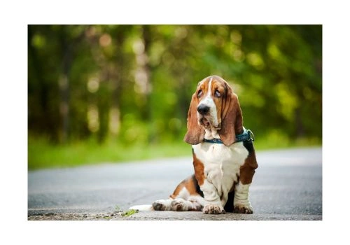 Basset Hound Breed, Geniusvets 3.