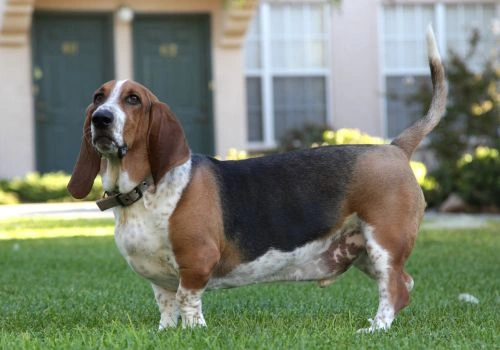 Basset Hound Breed, Geniusvets 4.