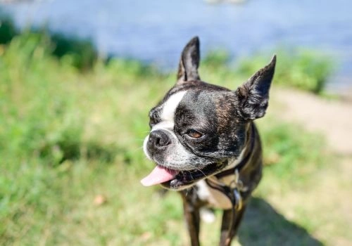 Boston Terrier, Geniusvets 4.