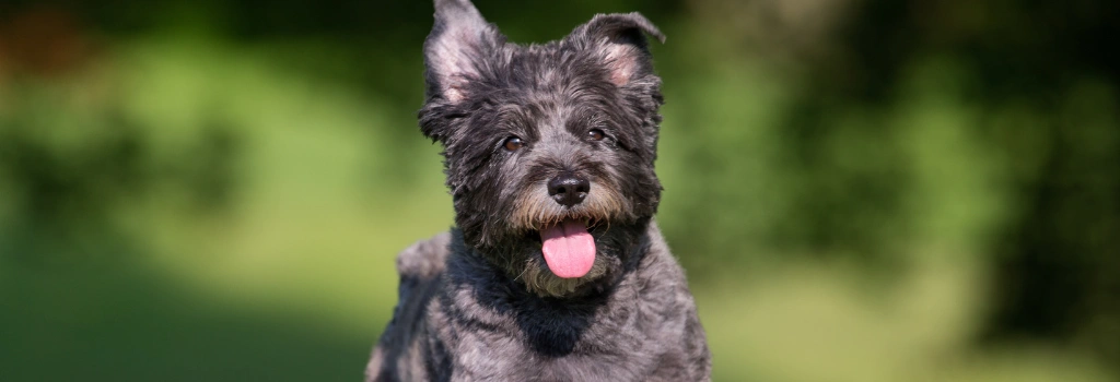 Cairn Terrier, Breed GeniusVets 2