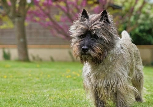 Cair Terrier, Geniusvets 4.