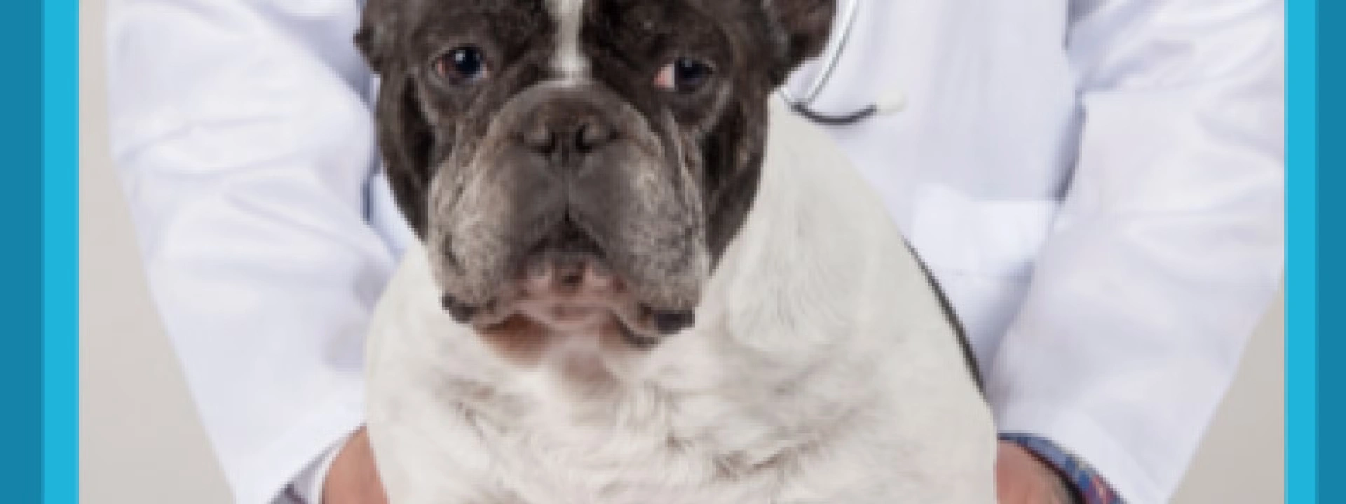 Canine illness