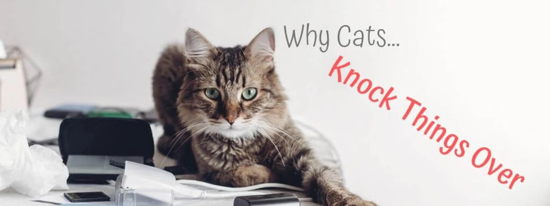 Why Cats Knock Things Over