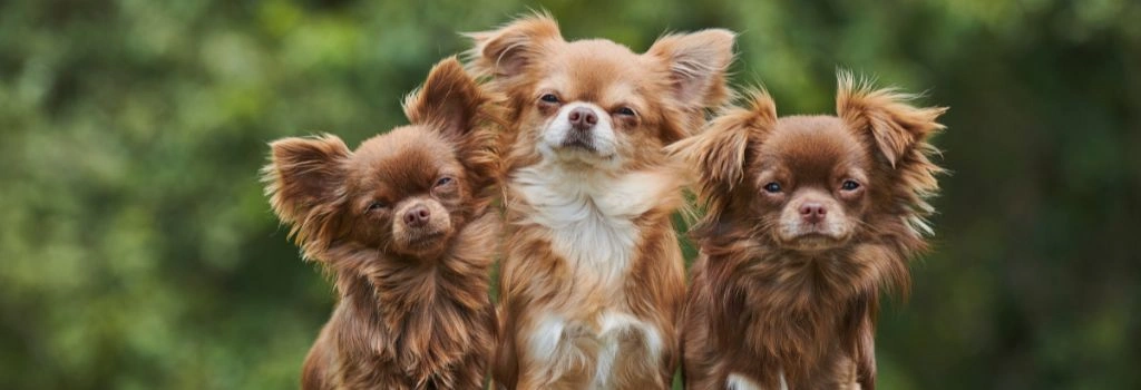 Chihuahua, Breed GeniusVets 1