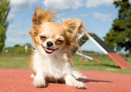 Chihuahua, Geniusvets 3.