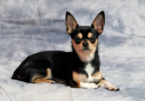 Chihuahua, Geniusvets 4.