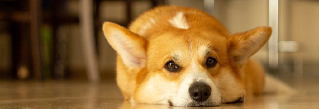 Corgi, GeniusVet Breeds 2