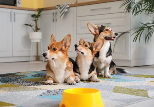 Corgi, Geniusvet 4.