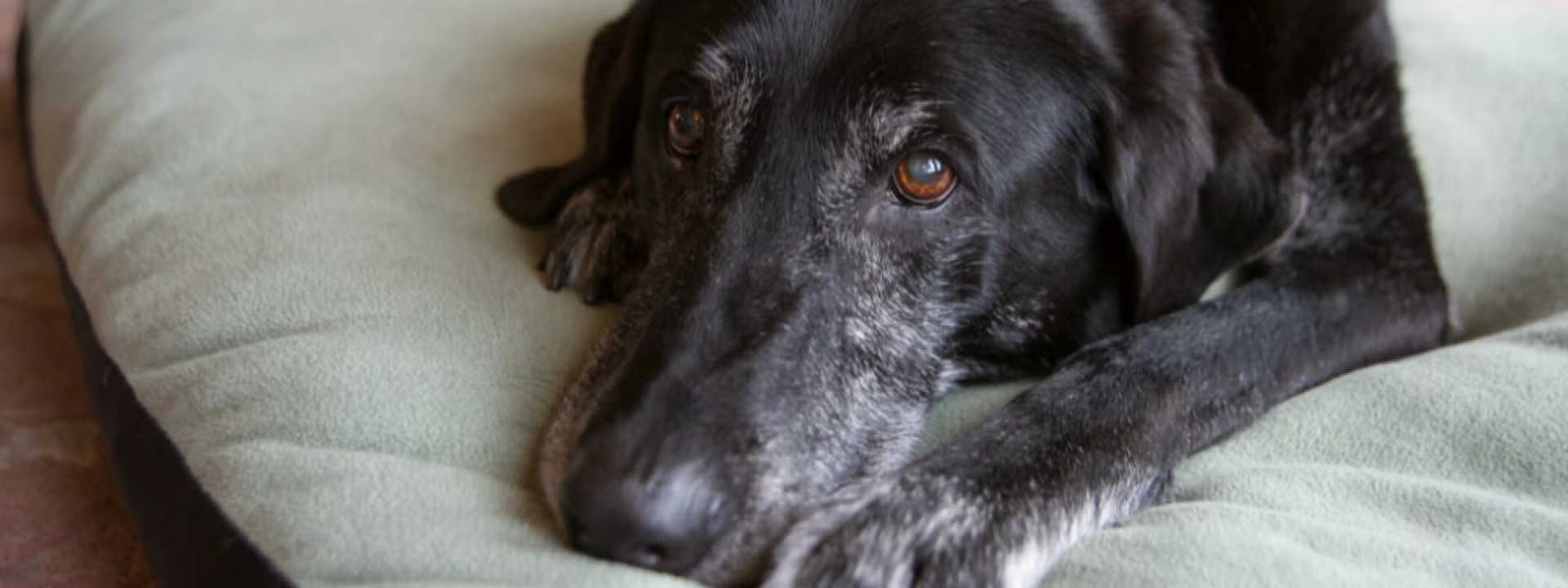 Cushing’s Disease In Dogs