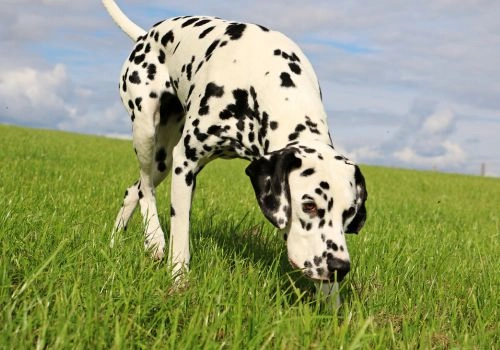 Dalmatian, Geniusvets 4.