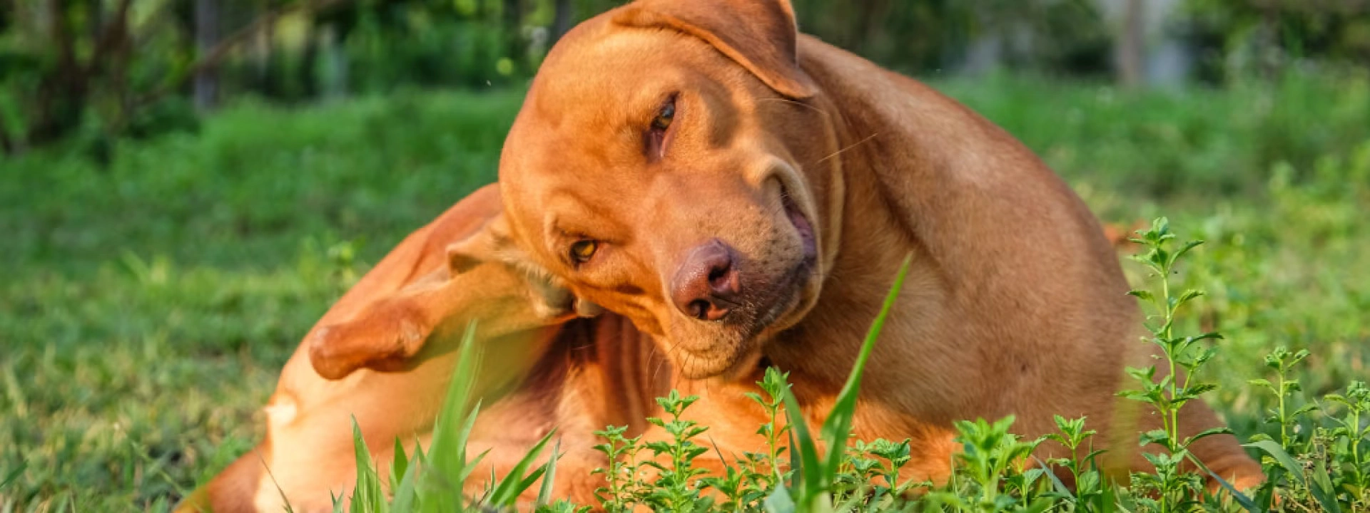 Dog Fleas and Ticks: Get Them Before They Get You!