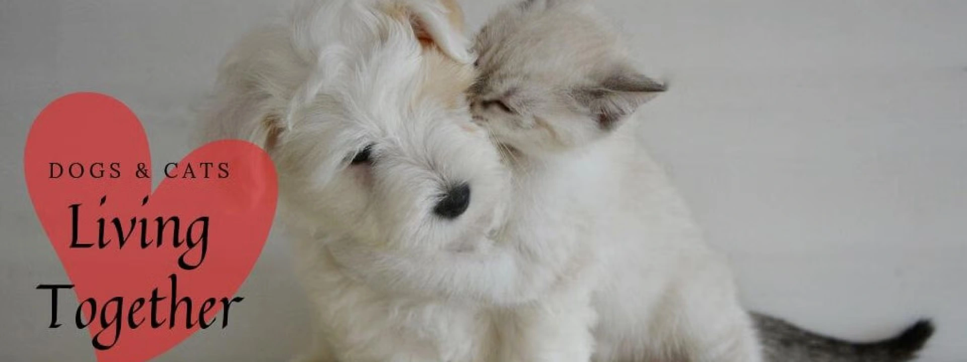 Cats and Dogs Living Together – Mass Hysteria?
