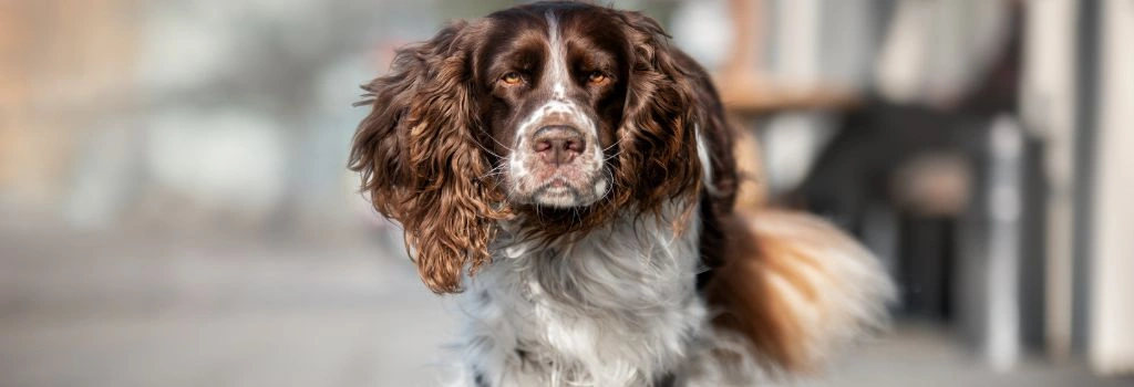 English Springer Spaniel, GeniusVet Breeds 1