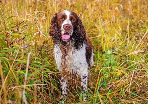 English Springer Spaniel, Geniusvets 3.