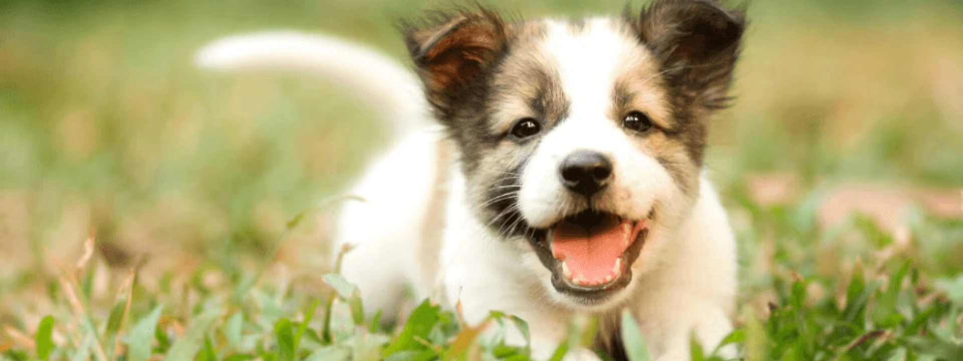 Frequently Asked Questions About Puppy, Behavior and Training, Answered by a Veterinarian