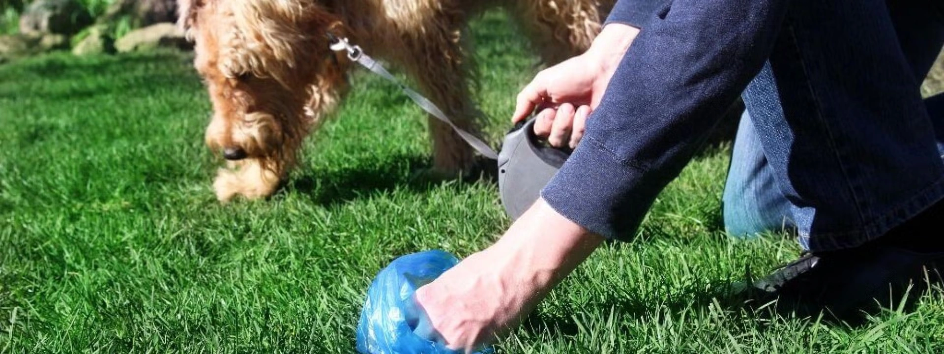 Dog and Cat Fecal Exams: Top Tips and FAQs