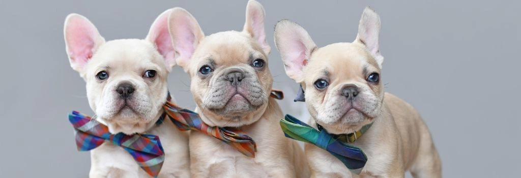 French Bulldogs, GeniusVets Breeds 1