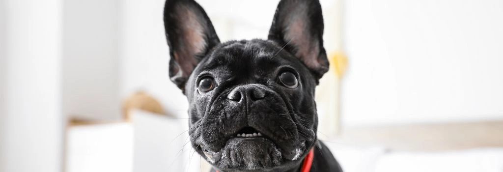 French Bulldogs, GeniusVets Breeds 2