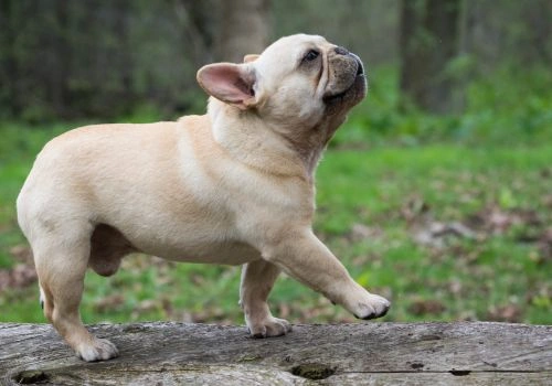 French Bulldogs, Geniusvets 3.