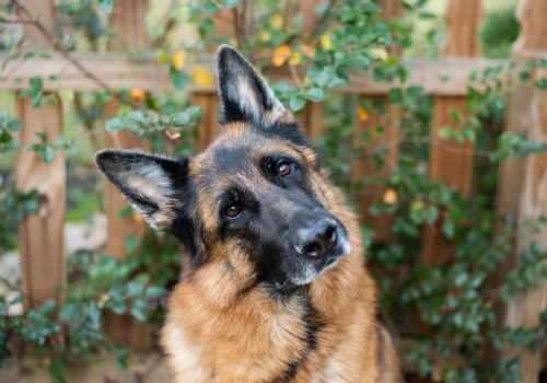 German Shepherd Dogs, Geniusvets 3.