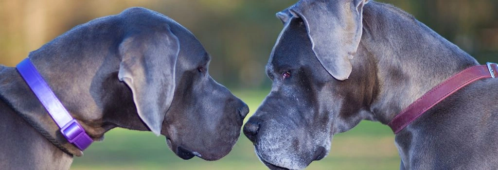 Great Danes, GeniusVets Breeds 2