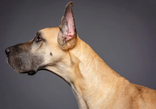 Great Dane, Geniusvets 3.