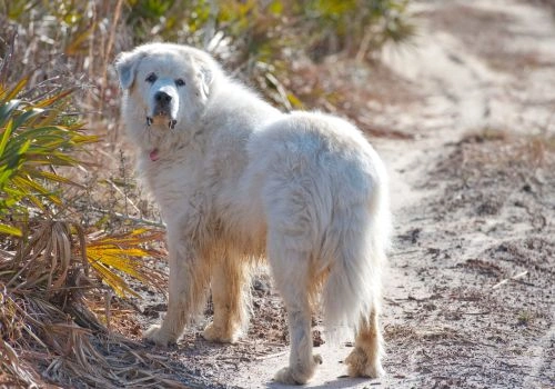 Great Pyrenees, Geniusvets 3.