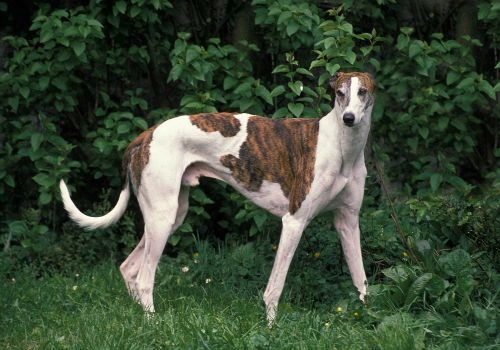 Greayhounds, Geniusvets 3.
