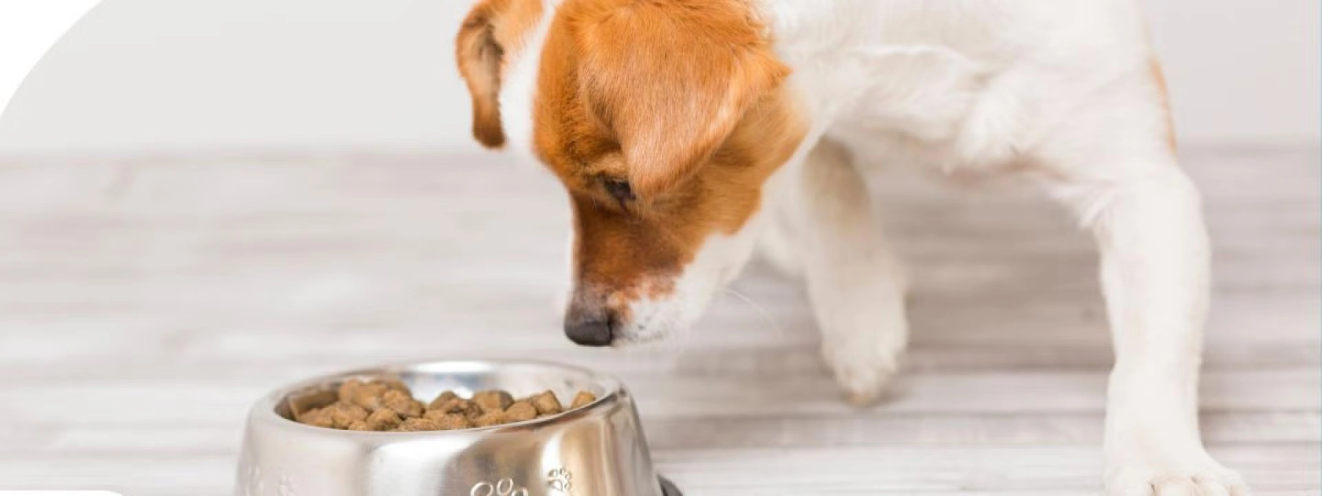 Help! My Dog is a Picky Eater! How to Know if Your Pet is Getting the Right Nutrients