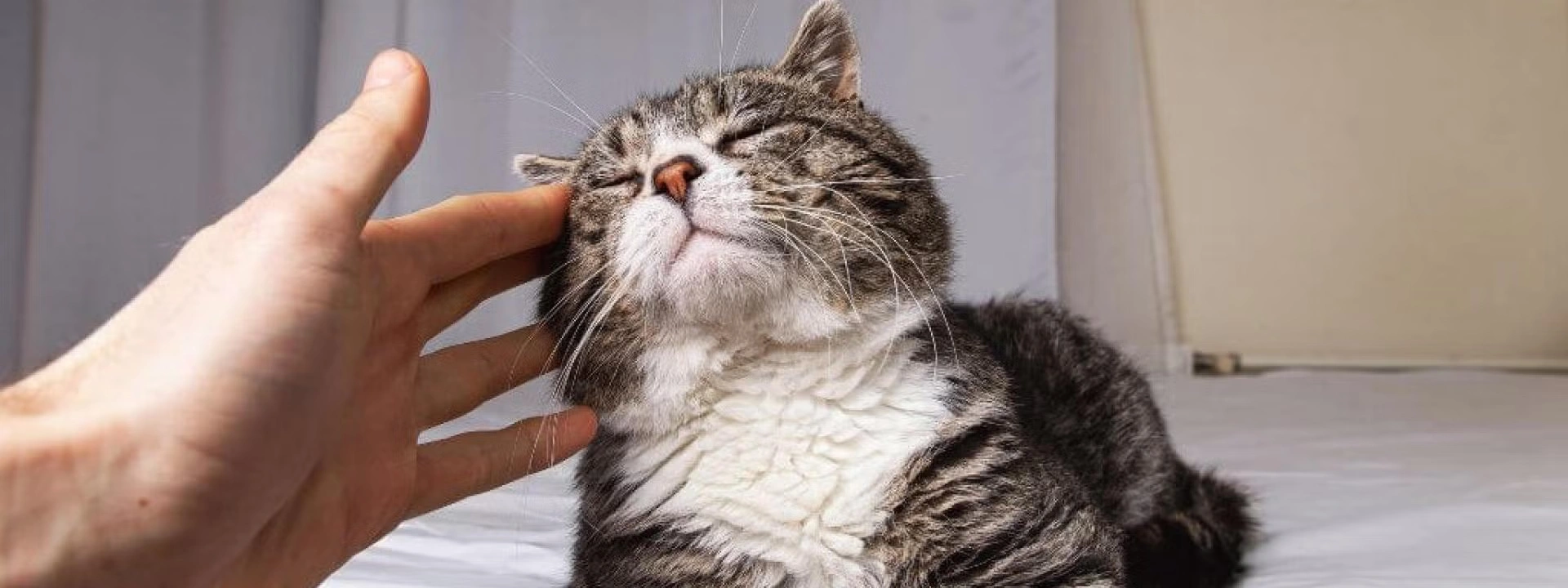 How to Understand and Track Your Cat’s Quality of Life