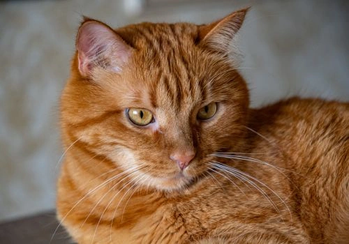 American Shorthair Cat Breed, Geniusvets.