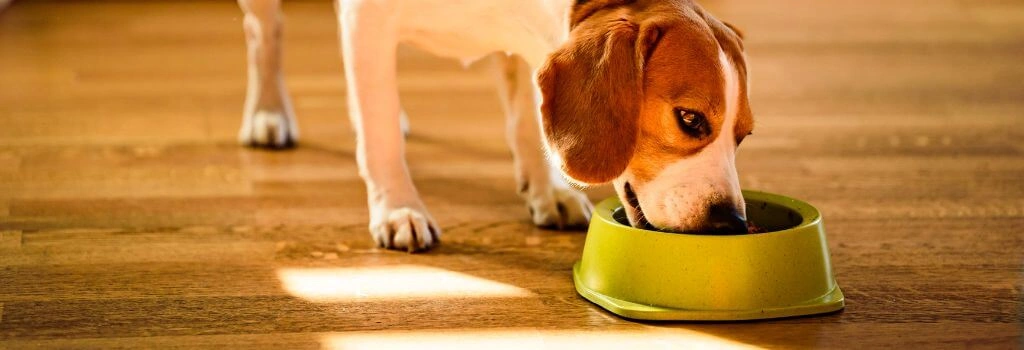 Dog eating food from a bowl on the floor