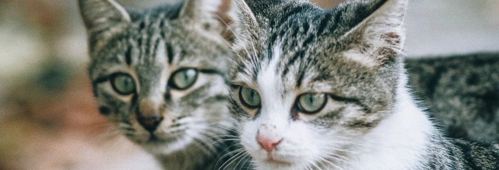 American Shorthair Cat Breed, GeniusVets
