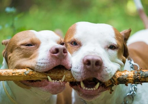 American Pit Bull Breed, Geniusvets 3.