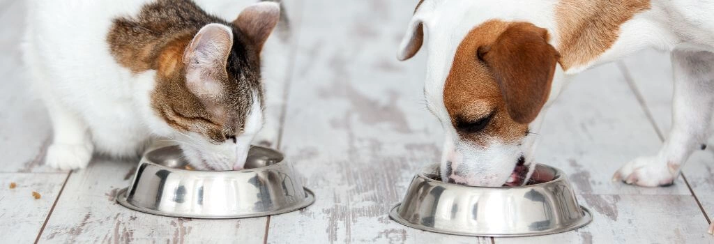 Cat and dog eating from food bowls on the floor