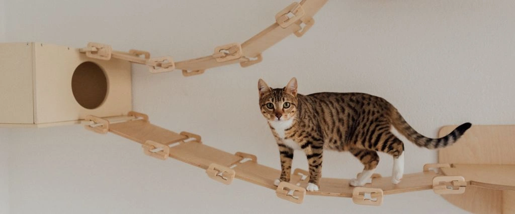American shorthair cat running on wall connects.