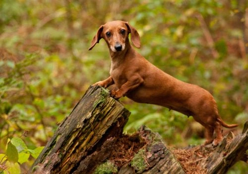 Dachshund, Geniusvets 3.
