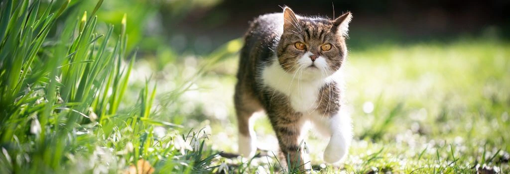 Cat walking outside.