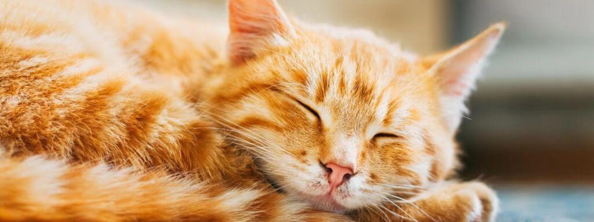 Feline Leukemia Virus (FeLV): What Every Cat Owner Should Know