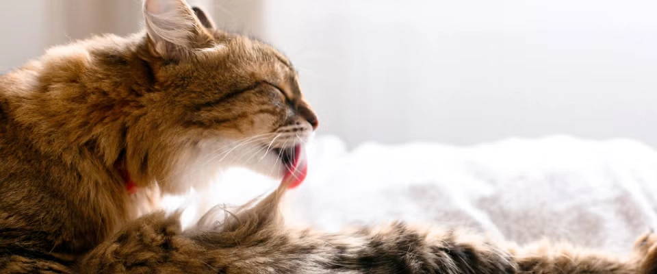 Cat grooming itself with tongue.