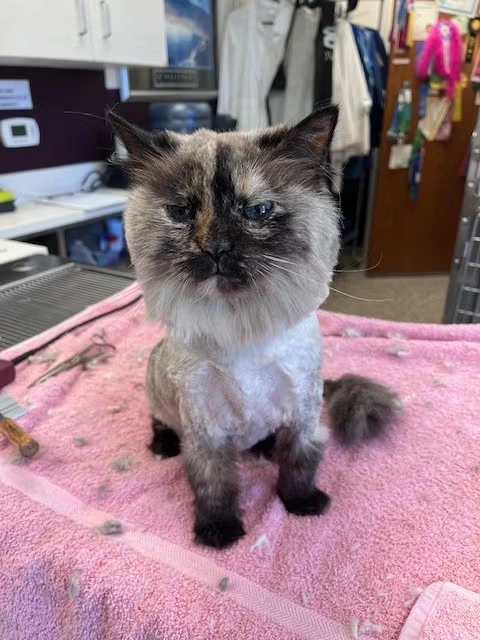 Lion Cut