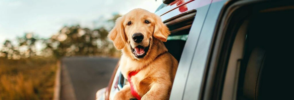 Dog with its head out a car window during holiday dog travel