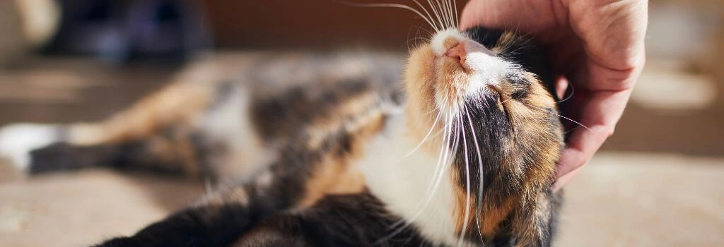 calico cat being pet by owner
