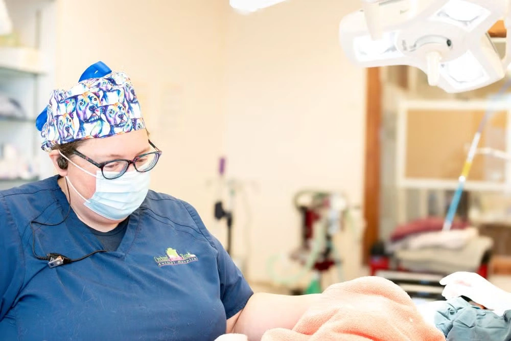 Cat Anesthesia Surgery Picture