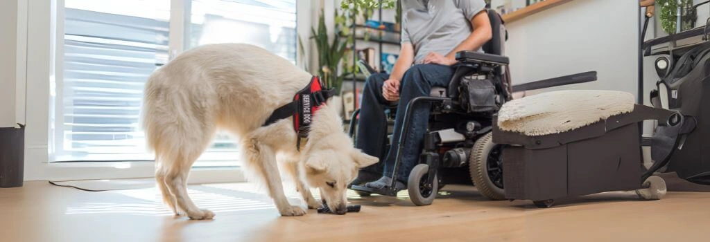 Service dog picks up item for handler.