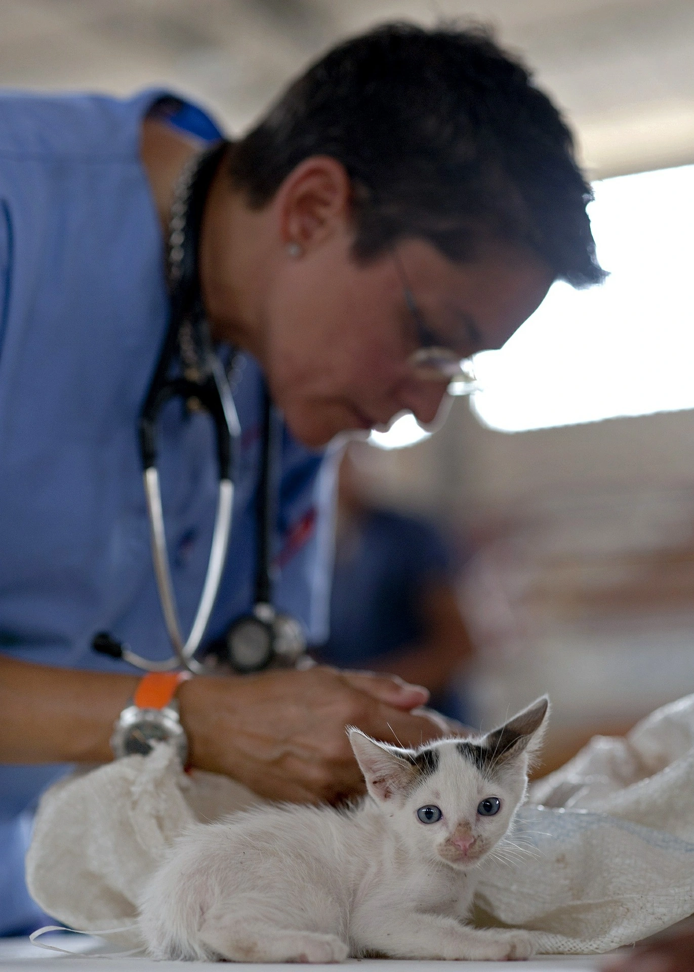 Veterinary technicians are jacks of all trades.