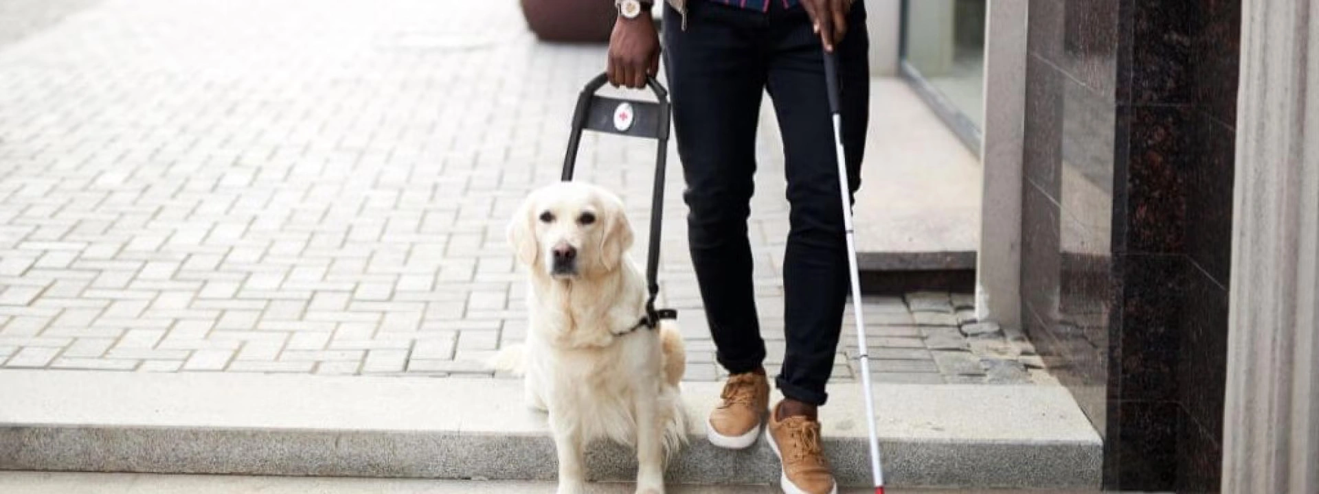 What Does It Take to Become a Service Dog?