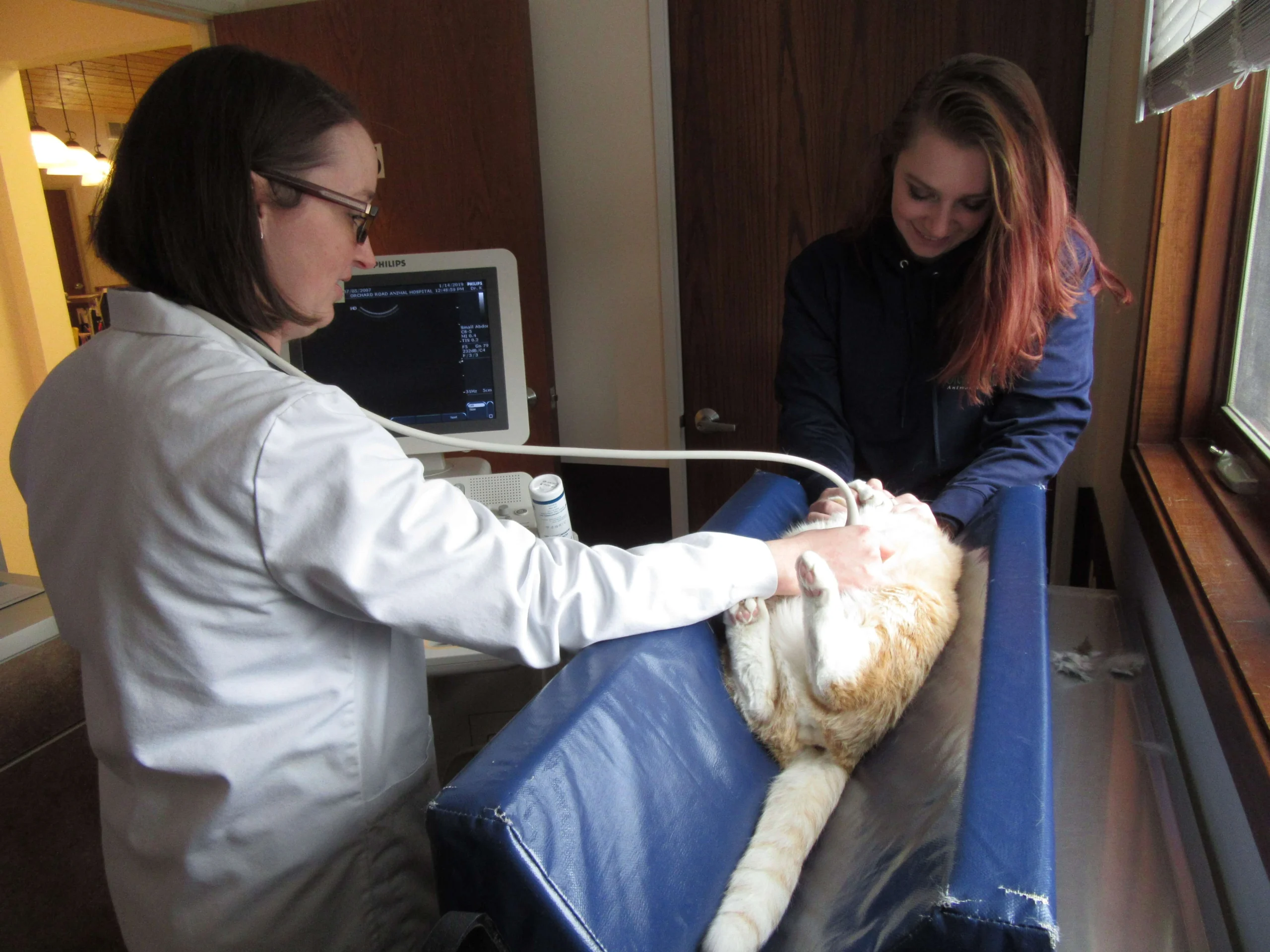 Veterinarian and technician performing ultrasound on a cat